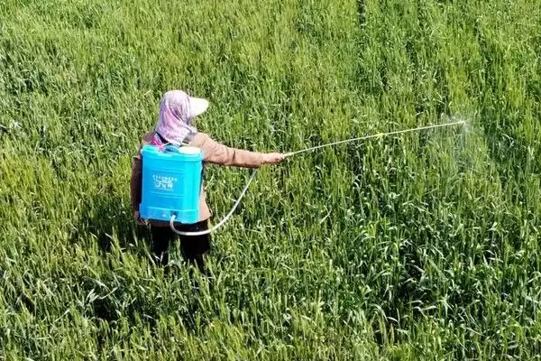 图片[2]-噻唑磷可以杀什么虫？了解噻唑磷杀虫范围要知晓哪些害虫种类？-会东网
