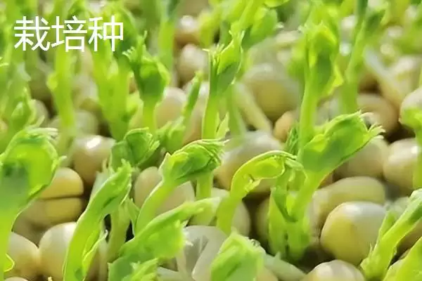 图片[3]-区分原种和栽培种的方法和重点？区分原种和栽培种要做好哪些细节？-会东网