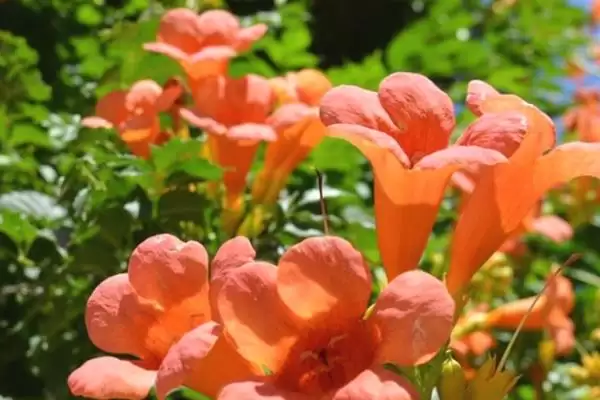 图片[2]-凌霄花在院子里的种植可行性 ,凌霄花无毒为何可种院子里？-会东网