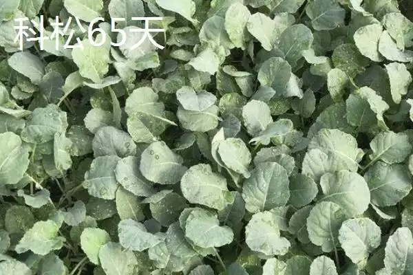 图片[5]-5元左右的价格成因-会东网