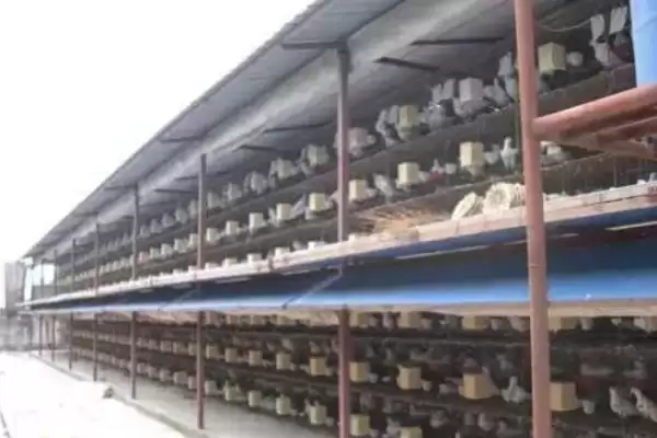 图片[3]-设计养鸽大棚的方法和重点？设计养鸽大棚要做好哪些细节？-会东网