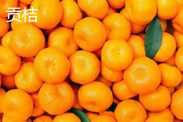 图片[3]-橘子的品种介绍 ,不同产地的橘子品种有何特色呢？-会东网