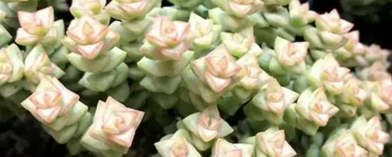 让彩色蜡笔爆盆的方法?养护彩色蜡笔促爆盆要掌握哪些关键的养护和繁殖要点?-会东网