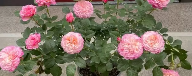 养月季花的方法和重点？养月季花要做好哪些细节？-会东网