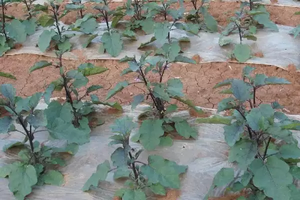 图片[2]-越夏茄子追肥的方法和重点？越夏茄子追肥要做好哪些细节？-会东网