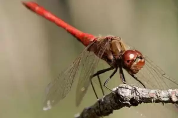 动物界的“眼王”:蜻蜓拥有超多眼睛的神奇秘密插图1 动物界的“眼王”:蜻蜓拥有超多眼睛的神奇秘密插图1