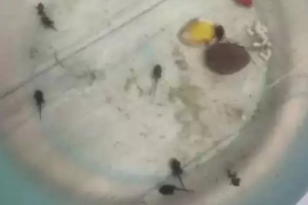 图片[2]-在家养蝌蚪的方法和重点？在家养蝌蚪要做好哪些细节？-会东网