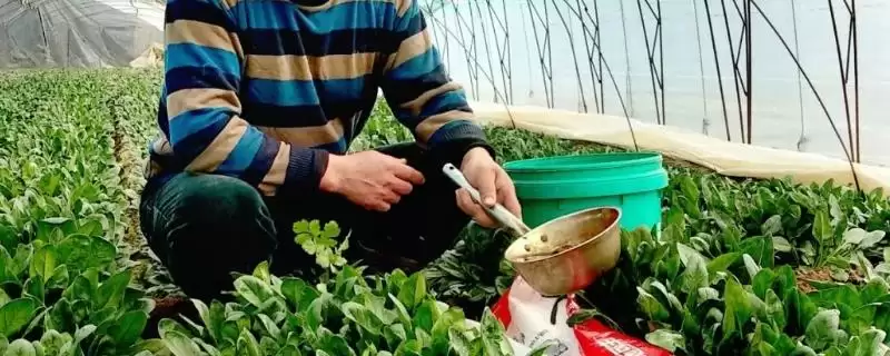 给大棚蔬菜施冲施肥料的方法和重点？给大棚蔬菜施冲施肥料要做好哪些细节？-会东网