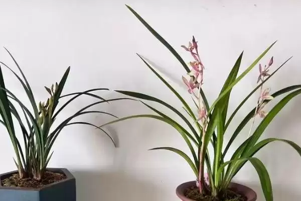 图片[2]-建兰的养殖难度 ,建兰这种植物好不好养呢-会东网