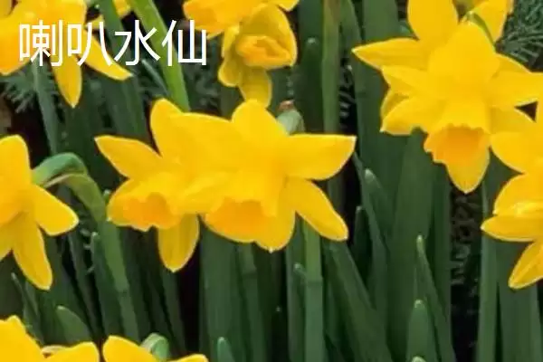 图片[6]-水仙花品种介绍？认识水仙花品种要了解哪些关键的品种特性和分类信息？-会东网