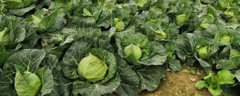 七月蔬菜种植清单：甘蓝、番茄、辣椒的应季栽培法-会东网