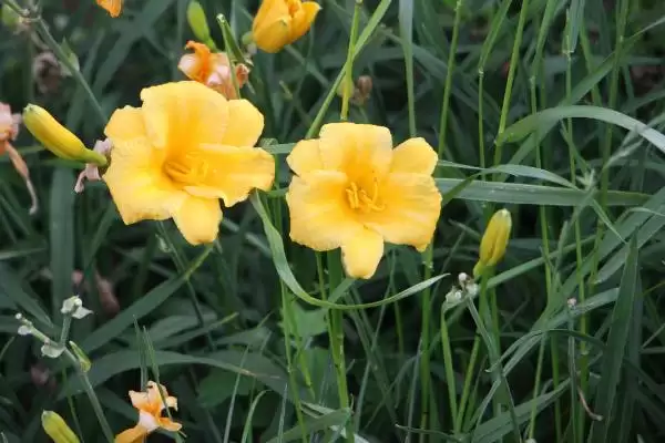 图片[3]-忘忧草的花语？了解忘忧草花语要探究哪些文化象征和寓意内涵要点？-会东网