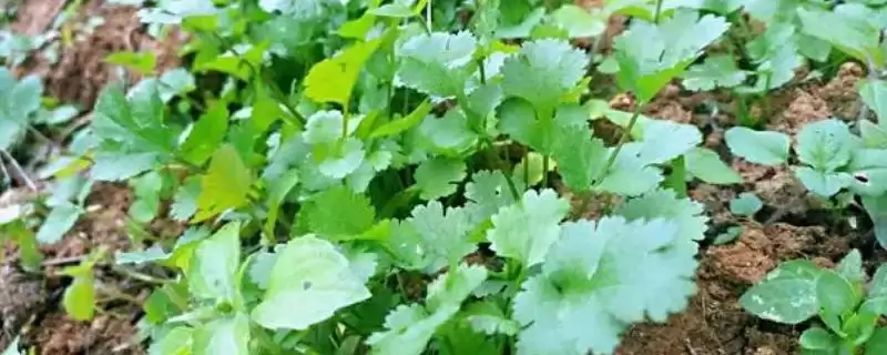 香菜重茬死苗的应对方法和要点？应对香菜重茬死苗问题需注意什么？-会东网
