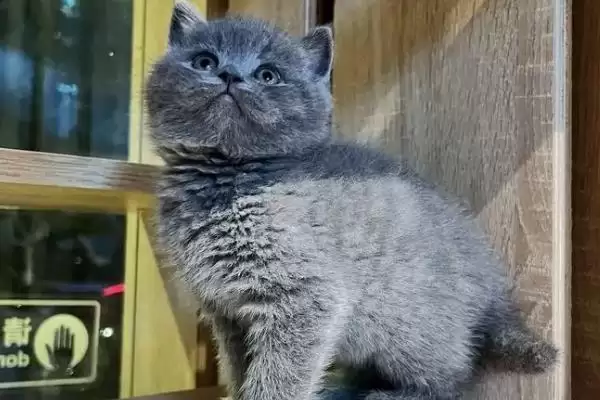 图片[2]-判断英短蓝猫怕不怕热的方法和重点？判断英短蓝猫怕不怕热要做好哪些细节？-会东网