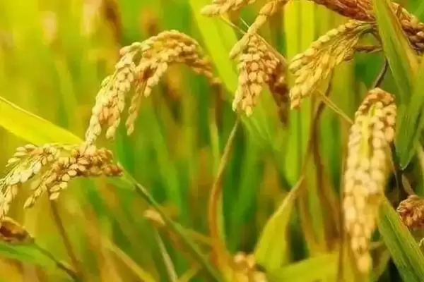 图片[4]-糯米烂秧防治攻略：加强水肥管理与药剂防治的要点-会东网