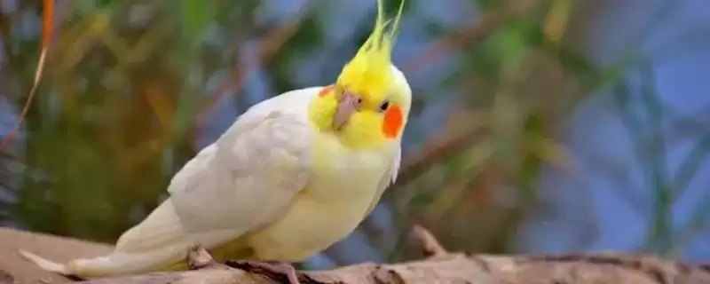 给玄凤鹦鹉断奶换食的方法和重点？给玄凤鹦鹉断奶换食要做好哪些细节？-会东网