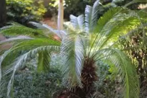 图片[8]-认识云南植物种类的方法和重点？认识云南植物种类要做好哪些细节？-会东网