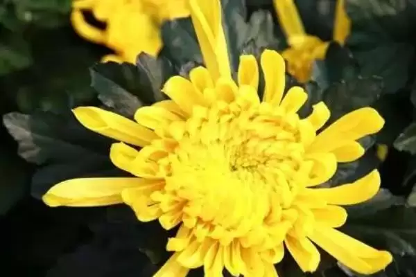 图片[2]-夏季菊花养护的方法和要点？夏季养护菊花要掌握哪些关键步骤？-会东网