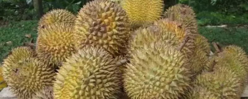 榴莲的英文名称 ,榴莲的英文名称是怎么来的呢？-会东网