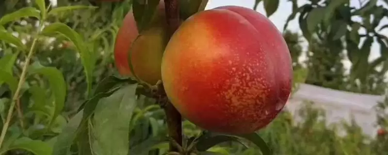 确定油桃追肥时间的方法和重点？确定油桃追肥时间要做好哪些细节？-会东网