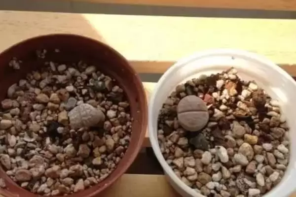 图片[2]-如何移栽生石花？移栽生石花要遵循哪些正确的移栽操作流程？-会东网