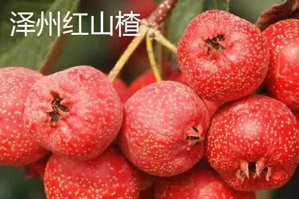 图片[2]-山西泽州的特产？了解山西泽州特产要掌握哪些具有代表性的产品？-会东网