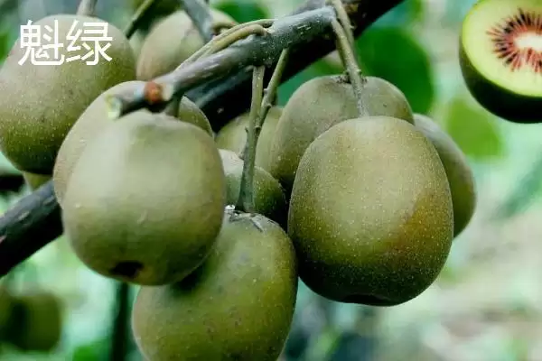图片[2]-软枣猕猴桃甜度排名？了解软枣猕猴桃甜度排名要知晓哪些品种情况？-会东网