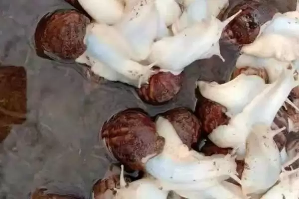 图片[4]-蜗牛的病虫害防治？防治蜗牛病虫害要采取哪些有效的物理、化学和生物防治措施？-会东网