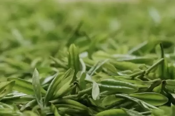 图片[5]-哪个地方产的碧螺春茶叶比较好呢,江苏省洞庭所产的碧螺春茶叶是最好的-会东网