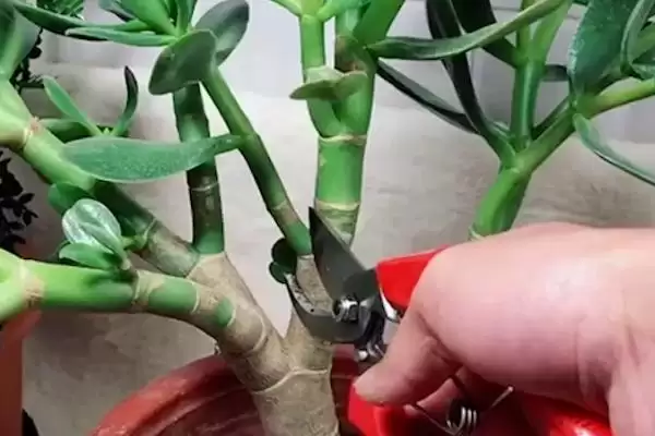 图片[2]-修剪玉树的方法和重点？修剪玉树要做好哪些细节？-会东网