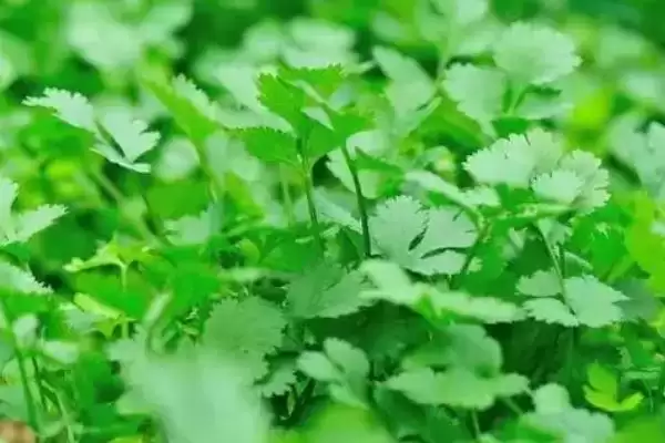 图片[6]-十一月份适合什么菜？了解十一月份适宜种植的蔬菜要关注什么？-会东网