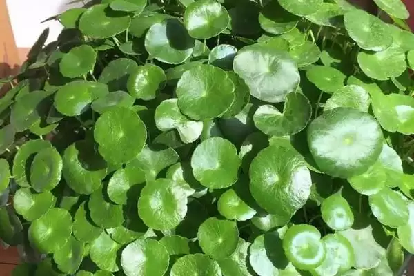 图片[7]-铜钱草叶子发黄的原因？探究铜钱草叶子发黄原因要考虑哪些养护和环境因素？-会东网
