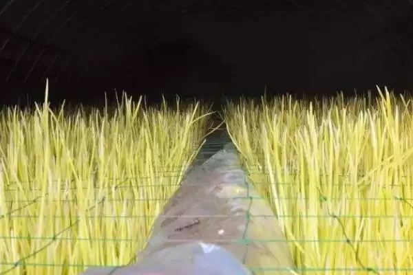 图片[2]-如何在大棚内种植蒜黄？在大棚内种植蒜黄要遵循哪些种植步骤？-会东网
