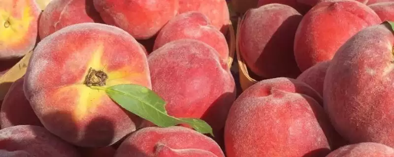 十月桃子的甜蜜诱惑：金秋红蜜桃、皖农冬桃等品种介绍-会东网