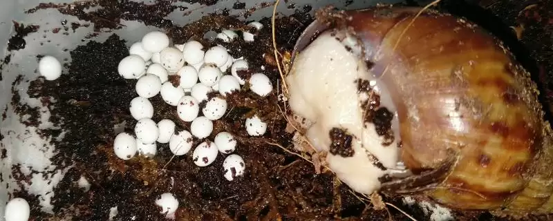 提高蜗牛卵孵化率的方法和重点？提高蜗牛卵孵化率要做好哪些细节？-会东网