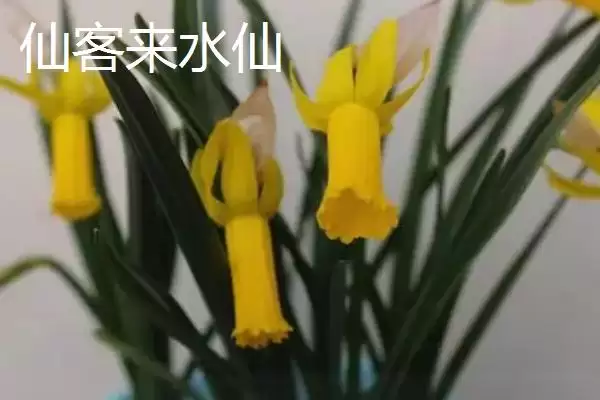 图片[7]-水仙花品种介绍？认识水仙花品种要了解哪些关键的品种特性和分类信息？-会东网