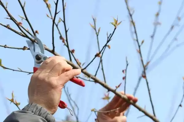图片[5]-梅花具有哪些优秀的品质呢 ,梅花寓意强大独立、坚韧顽强等品质-会东网