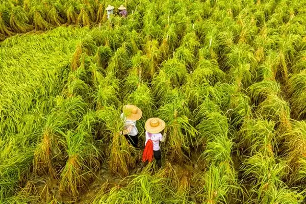 图片[4]-了解中国一年三季水稻产地的方法和重点？了解中国一年三季水稻产地要做好哪些细节？-会东网