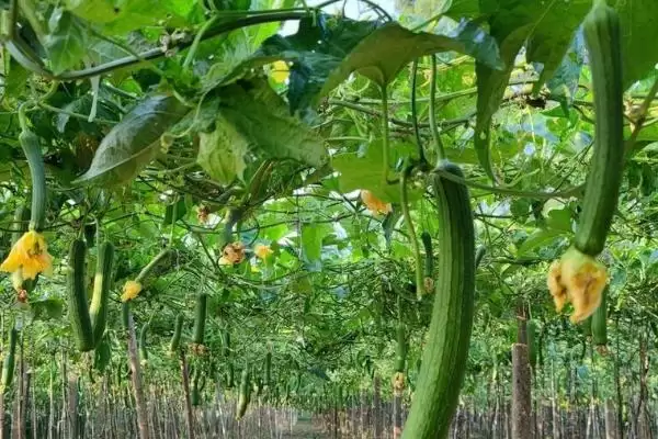 图片[2]-丝瓜的种植方法？种植丝瓜要遵循哪些科学的种植步骤和管理要点？-会东网