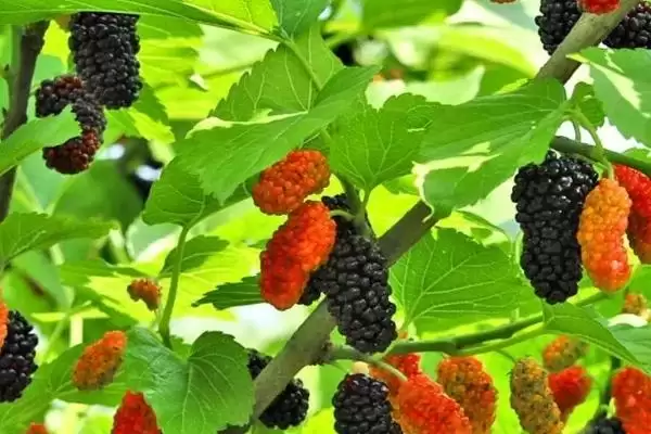 图片[4]-了解植物分辨公母方式的方法和重点？了解植物分辨公母方式要做好哪些细节？-会东网