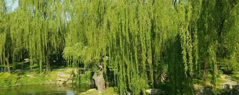 金丝柳的产地 ,金丝柳原产于哪些地区呢-会东网