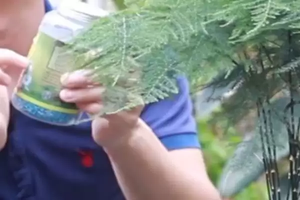 图片[6]-文竹的品种？了解文竹品种要知晓哪些关键的品种分类和植物形态差异要点？-会东网