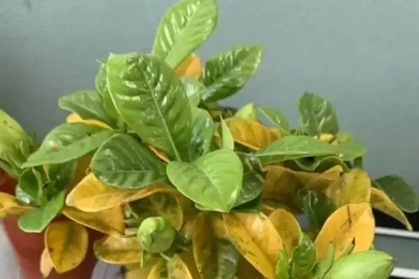 图片[3]-解决栀子花叶片萎蔫问题的方法和重点？解决栀子花叶片萎蔫问题要做好哪些细节？-会东网