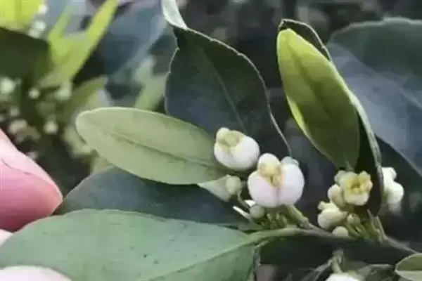 图片[9]-蜜柚施肥与气候条件有关系吗 ,蜜柚施肥与温度、光照、降水等有关-会东网