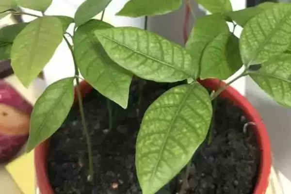 图片[3]-龙眼的种植技术要点 ,龙眼种植控冬梢为何不宜过度？-会东网