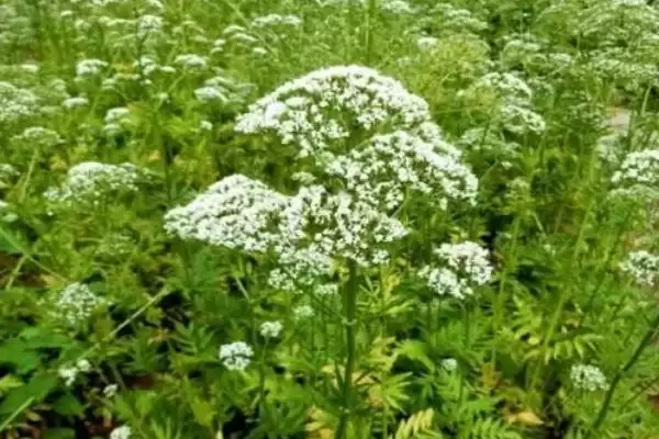 图片[5]-缬草种植的方法和要点？种植缬草要掌握哪些关键技术步骤？-会东网