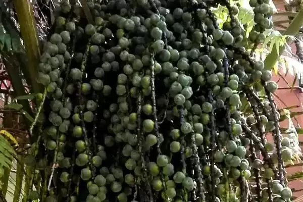 图片[10]-木本粮油作物有哪些常见品种呢,木本粮油作物如面包树、西谷椰子等-会东网