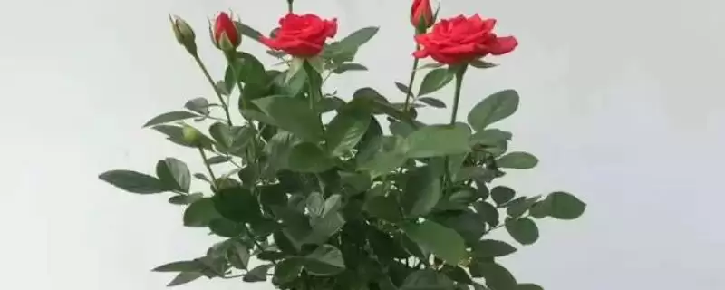 掌握月季花栽培技术的方法和重点？掌握月季花栽培技术要做好哪些细节？-会东网