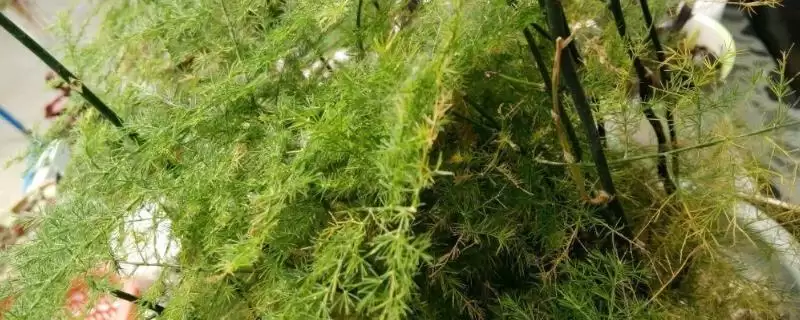 文竹叶片发黄原因及处理方法？探究文竹叶片发黄原因并处理要考虑哪些因素？-会东网