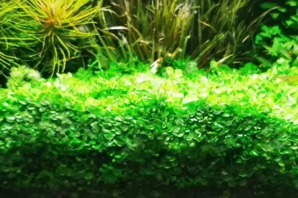 图片[4]-趴地矮珍珠的生长需求：栽培初期二氧化碳的关键作用-会东网